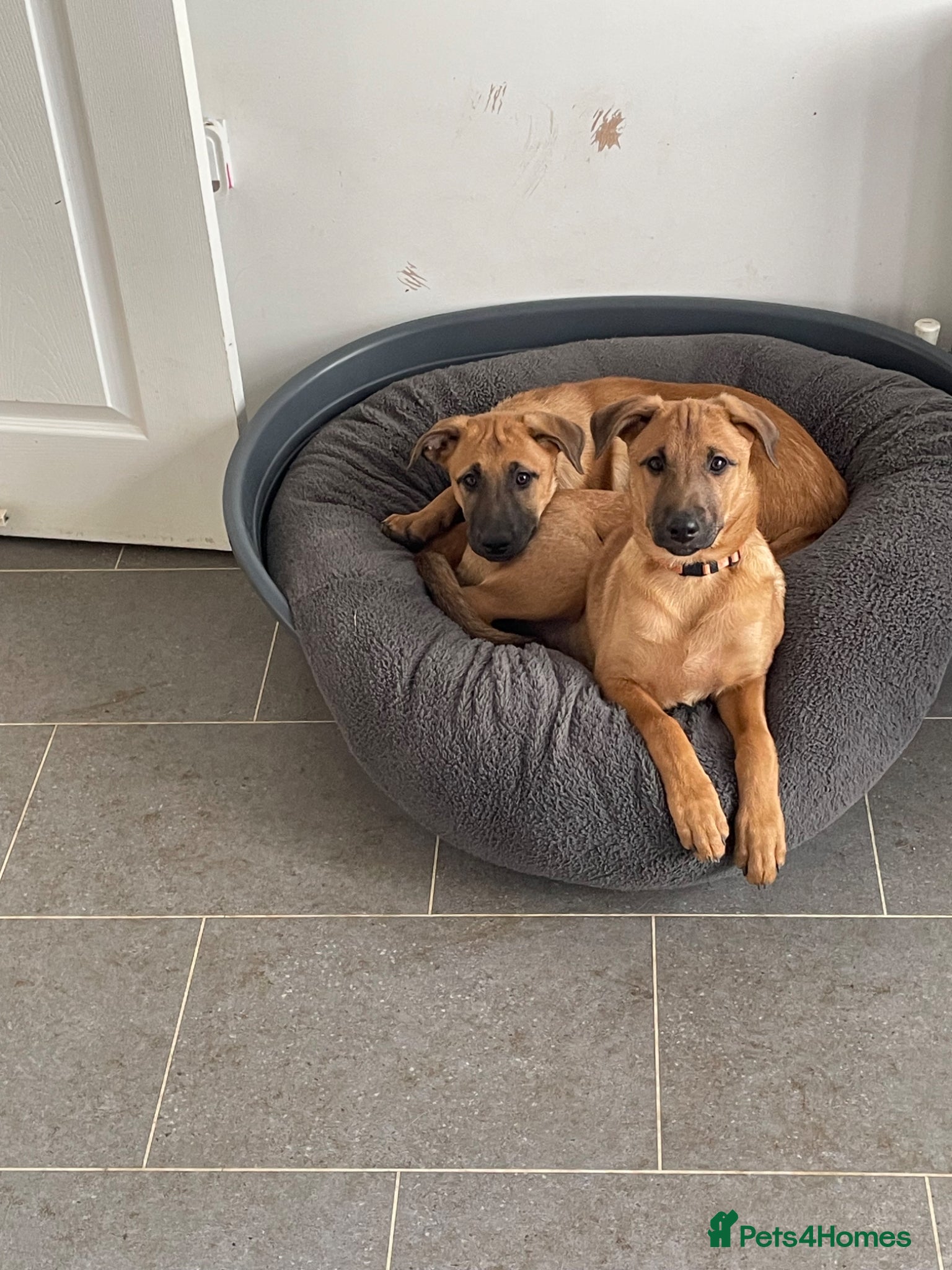 Mixed Breed dogs Belgian Malinois cross puppies for sale. - Advert 1