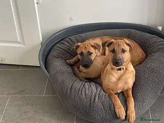 Mixed Breed dogs Belgian Malinois cross puppies for sale. - Advert 1