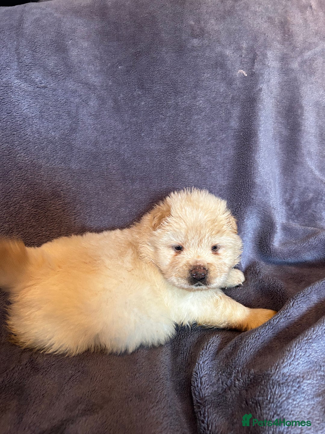 Chow Chow dogs for sale: Stunning chow chow puppies  - Advert 10