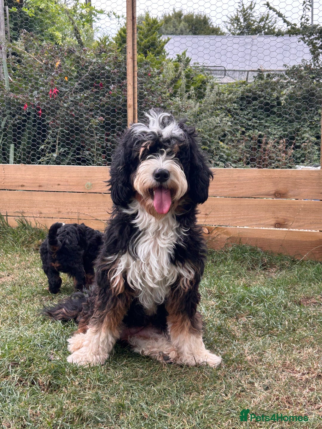 Bernedoodle dogs for sale: Curtabemdoodles Bernedoodles  - Image 10