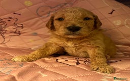 Goldendoodle dogs for sale: Beautiful F2 Goldendoodle Puppies  - Advert 7