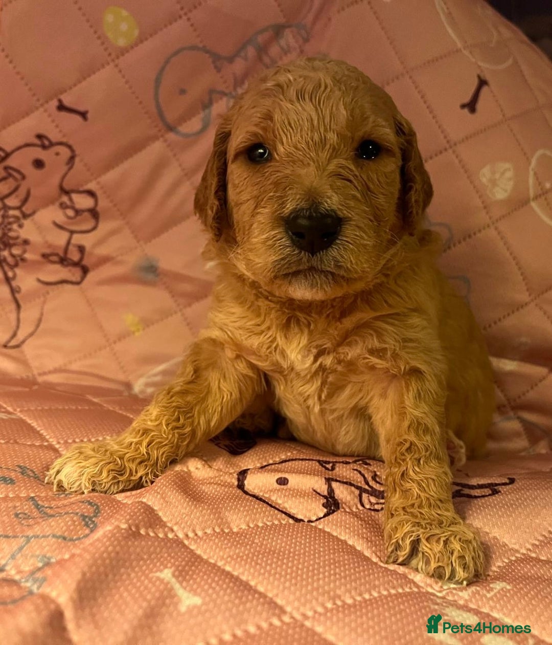 Goldendoodle dogs for sale: Beautiful F2 Goldendoodle Puppies  - Advert 7