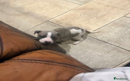 Whippet dogs for sale: Stunning show quality whippet pups  - Advert 3