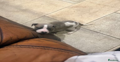 Whippet dogs Stunning show quality whippet pups  - Advert 7