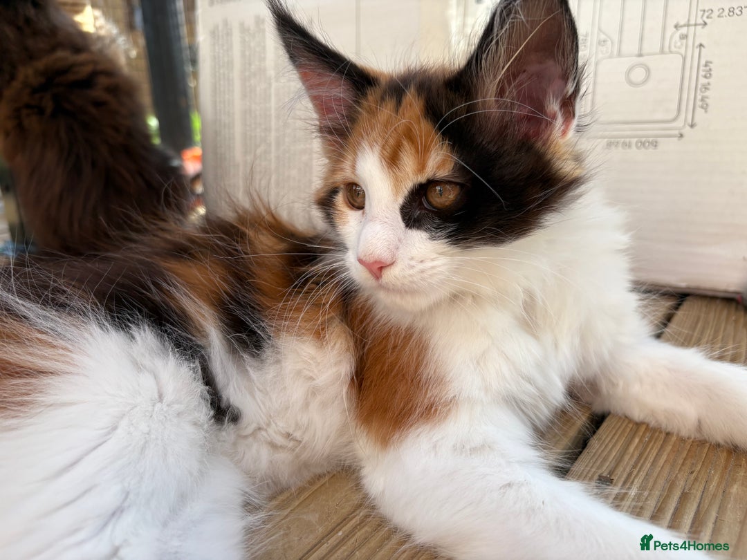 Maine Coon cats for sale: Maine Coon Kittens ❤️ GCCF and TICA registered  - Image 6