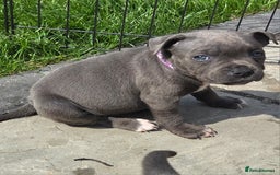 Staffordshire Bull Terrier dogs for sale: Reduced, remaining 2 KC Blue SBT - Image 7