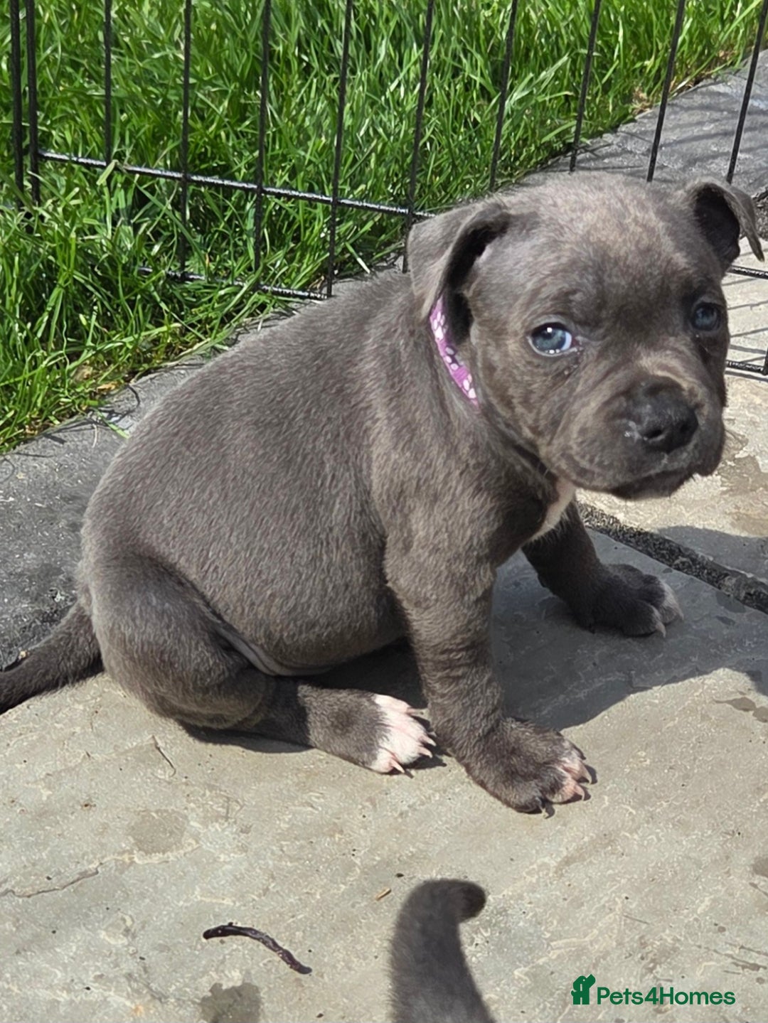 Staffordshire Bull Terrier dogs for sale: Reduced, remaining 2 KC Blue SBT - Image 7