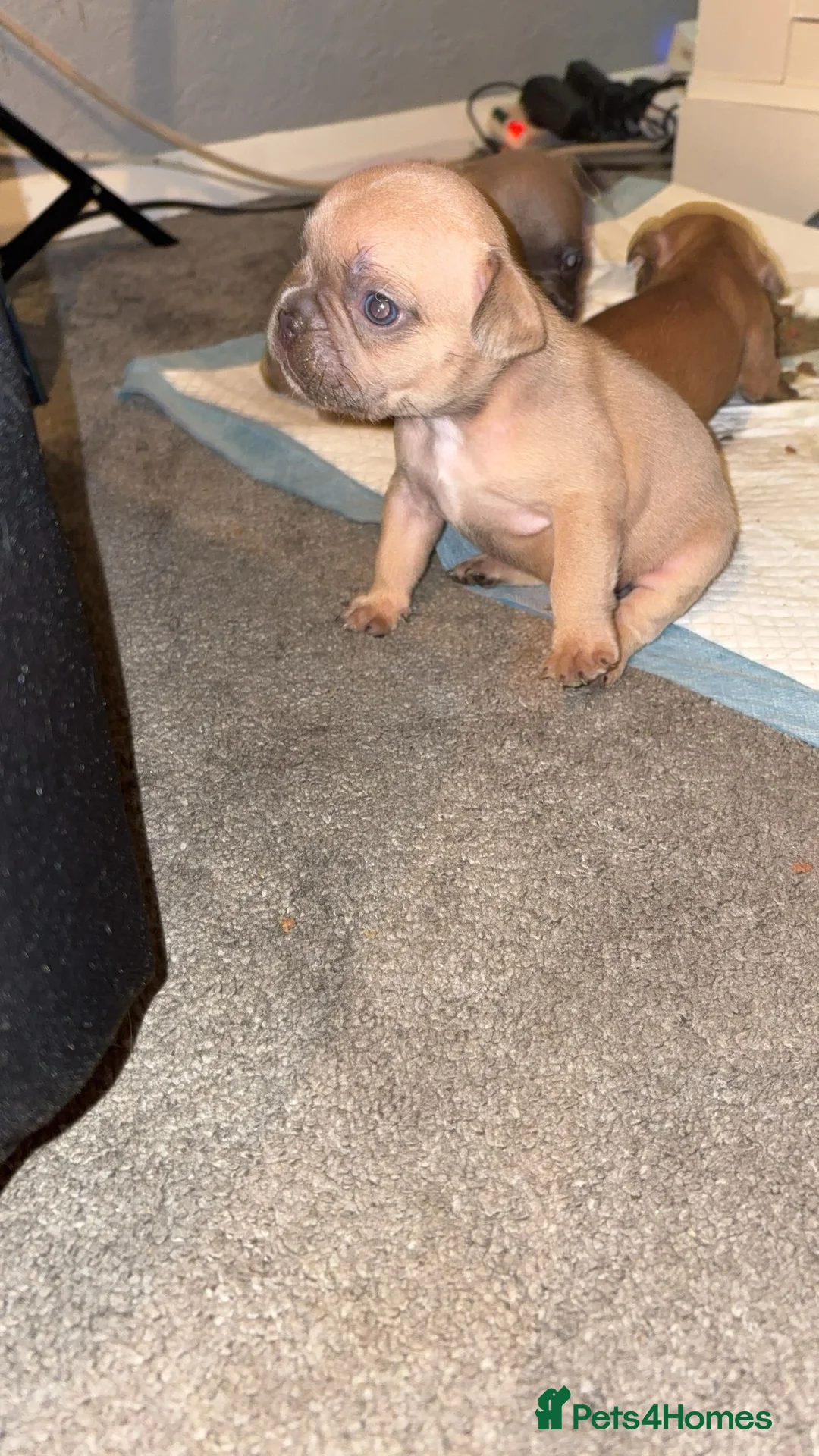 French Bulldog dogs for sale: French bulldog puppies  - Advert 3