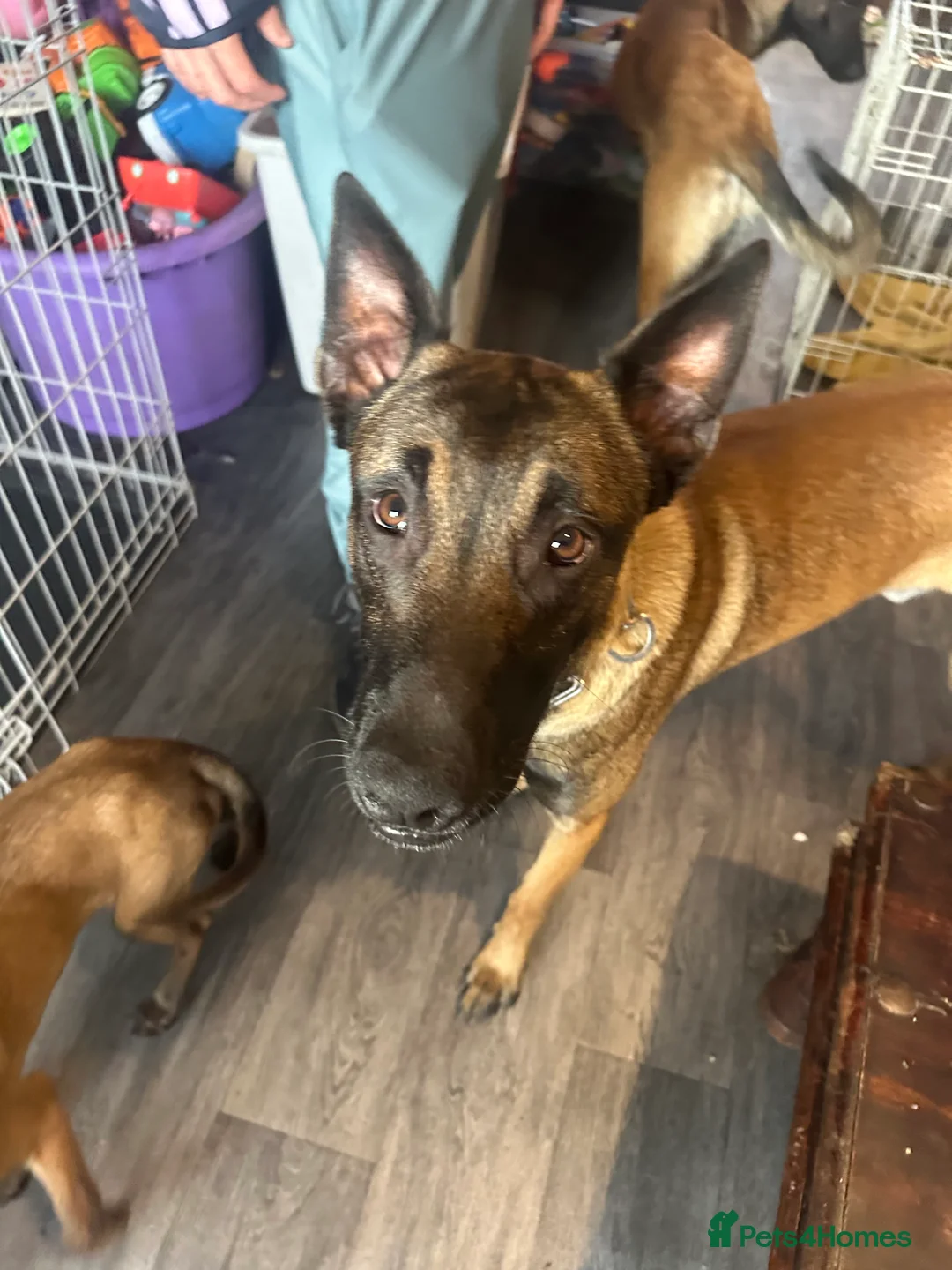 Belgian Shepherd Dog dogs for sale: Gorgeous belgian malinois for sale - Advert 5