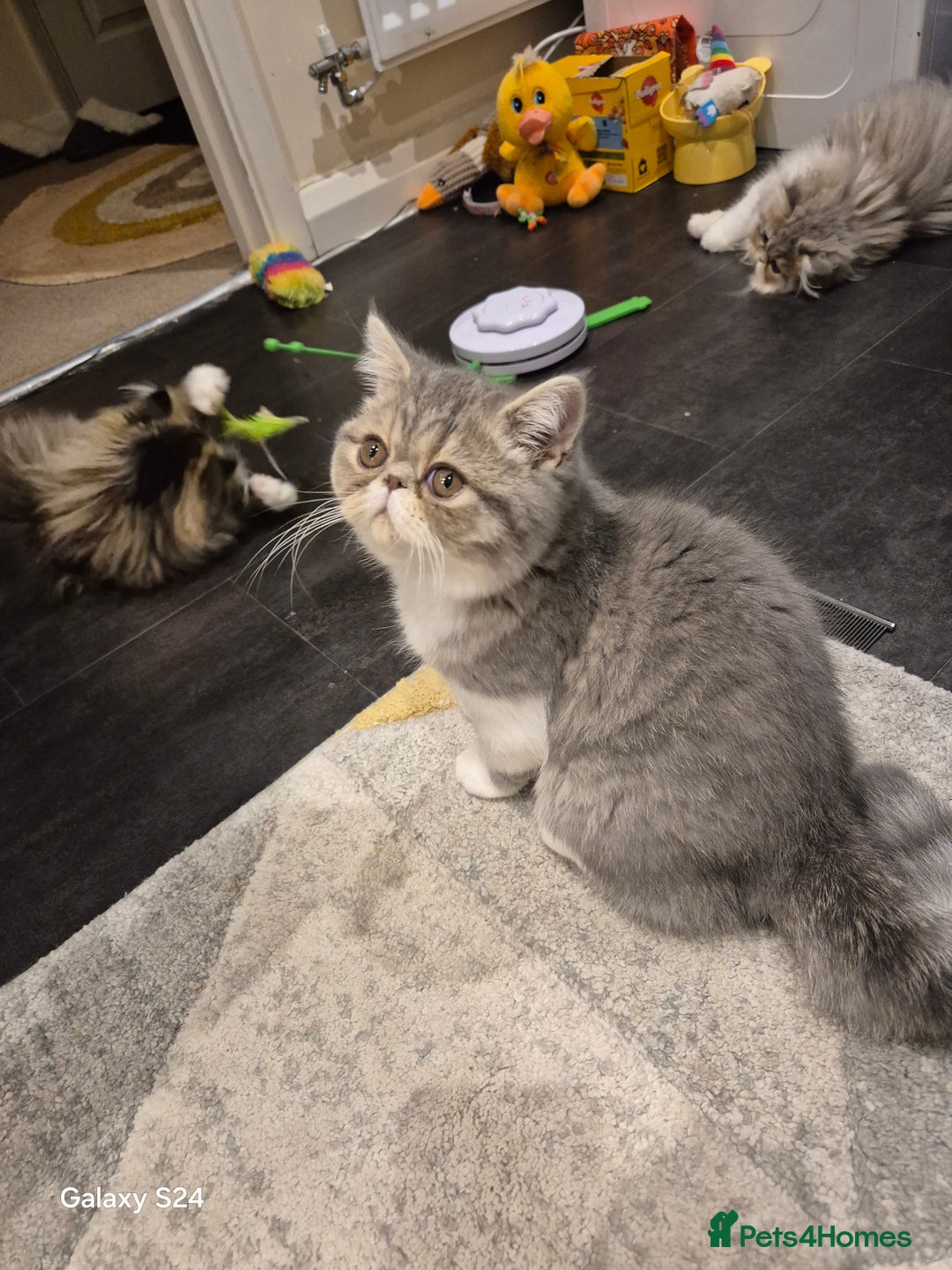 Exotic cats for sale: Exotic longhair and short hair kittens  - Image 23