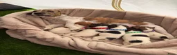 Jack Russell dogs for sale: Adorable jack Russell puppies  - Advert 1