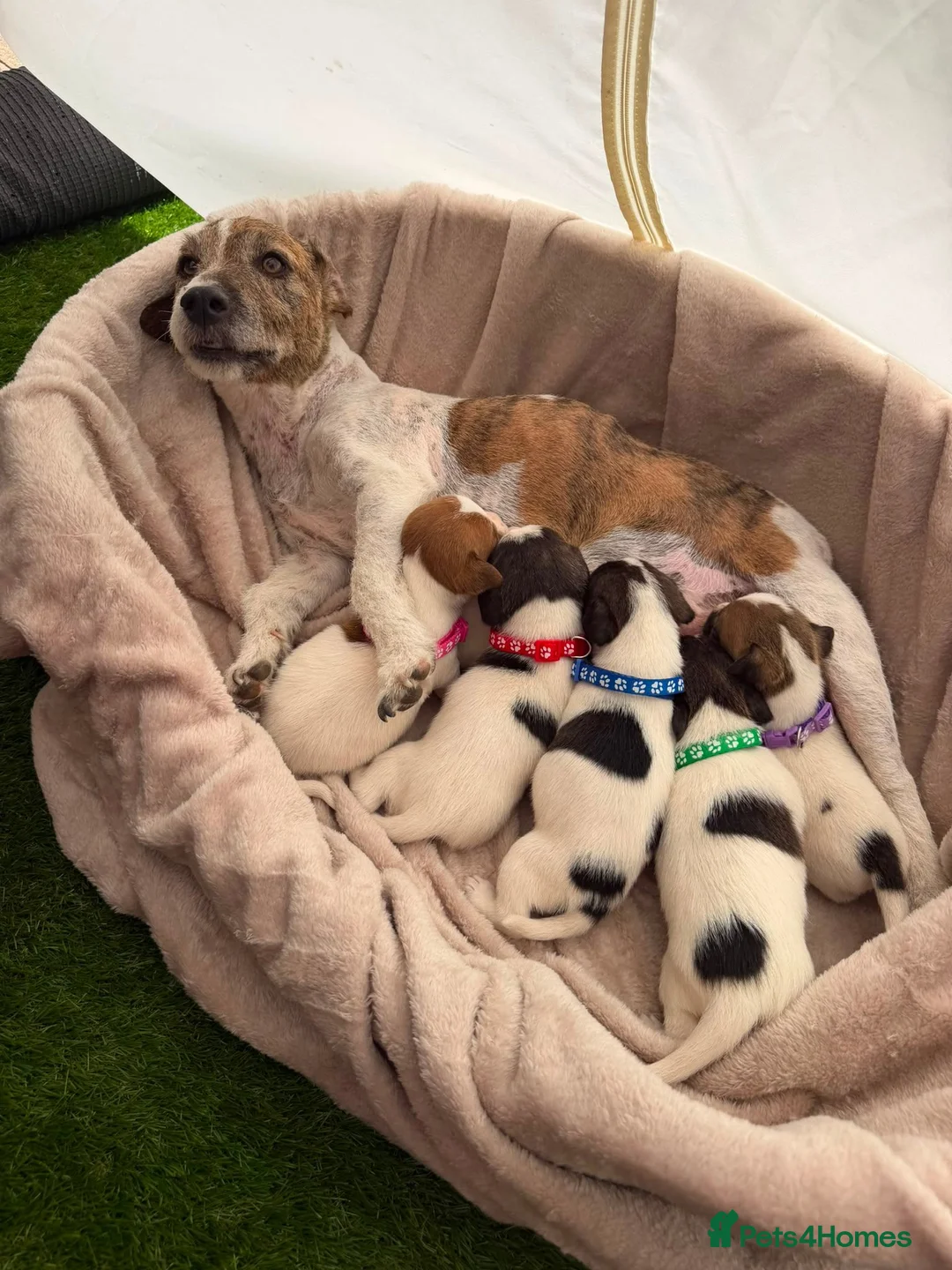 Jack Russell dogs for sale: Adorable jack Russell puppies  - Advert 1