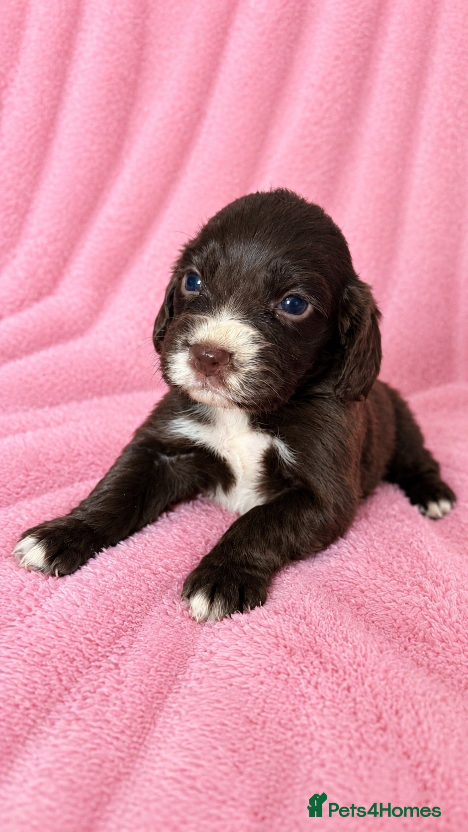 Cocker Spaniel dogs Chocolate cocker spaniel pups  - Advert 2
