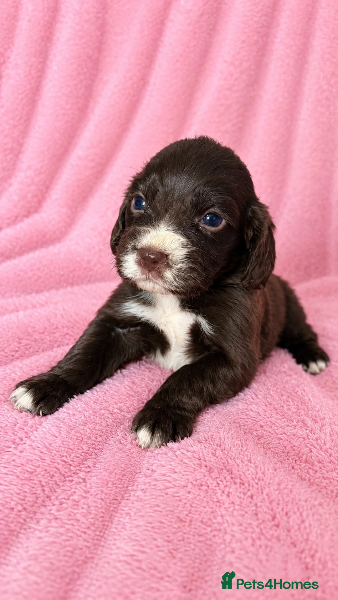 Cocker Spaniel dogs for sale: Chocolate cocker spaniel pups  - Advert 2