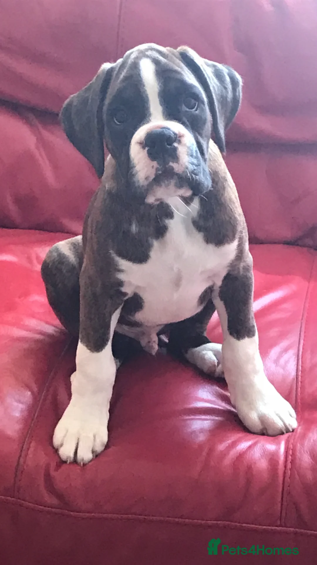 Boxer dogs for stud: Health tested proven boy for stud in Llanelli - Advert 10