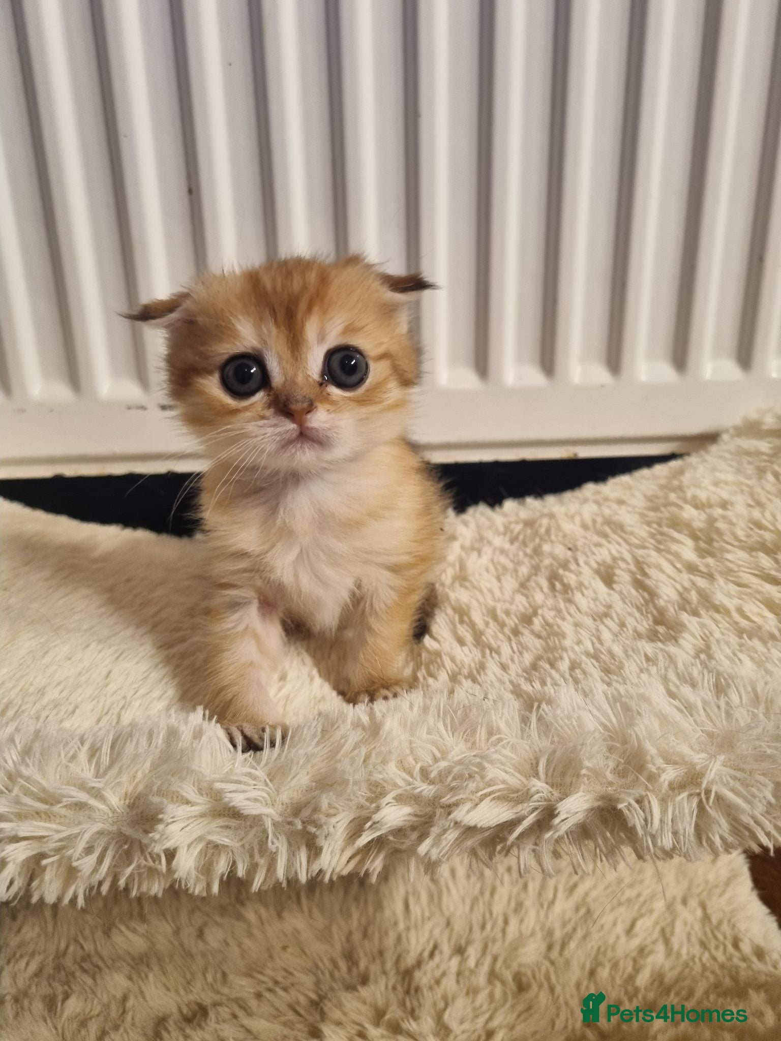 Scottish Fold cats SCOTTISH FOLD KITTEN - Advert 1