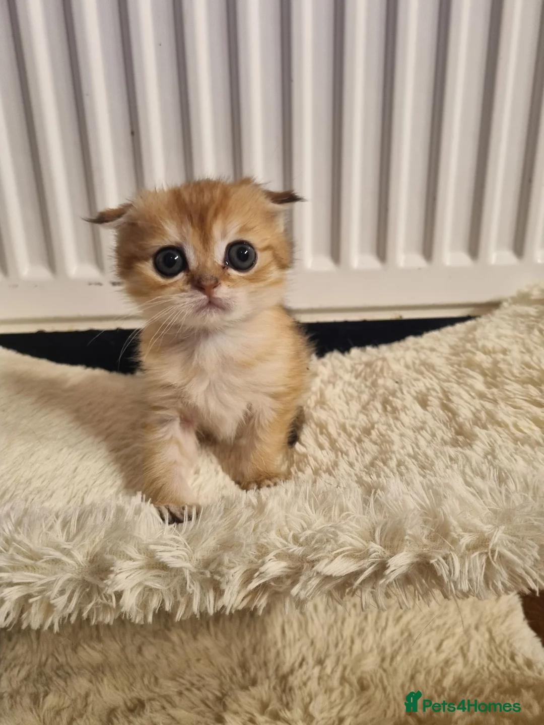 Scottish Fold cats for sale: SCOTTISH FOLD KITTEN - Advert 1