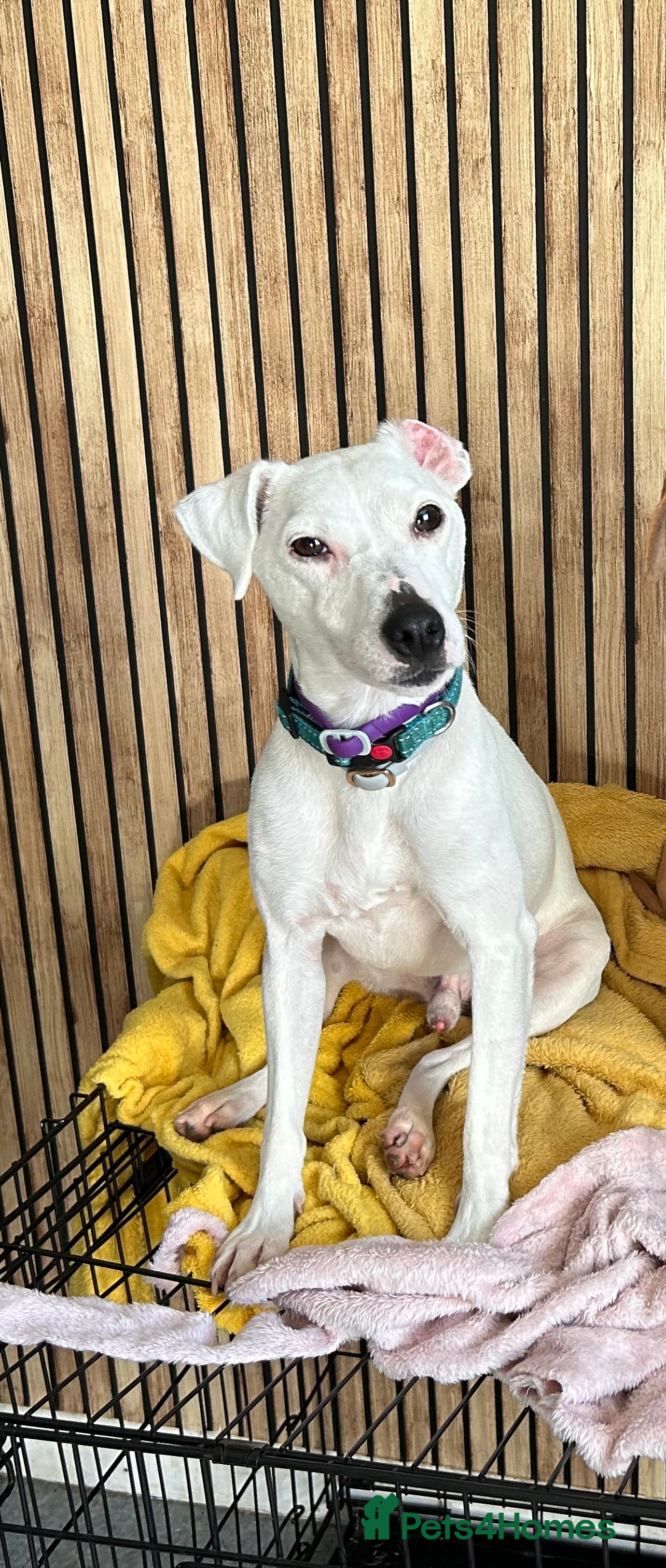 Jack Russell dogs 3 year old Jack Russell  in Doncaster - Advert 16