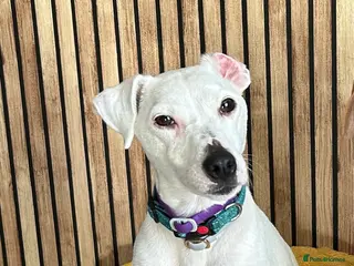 Jack Russell dogs 3 year old Jack Russell in Doncaster - Advert 16