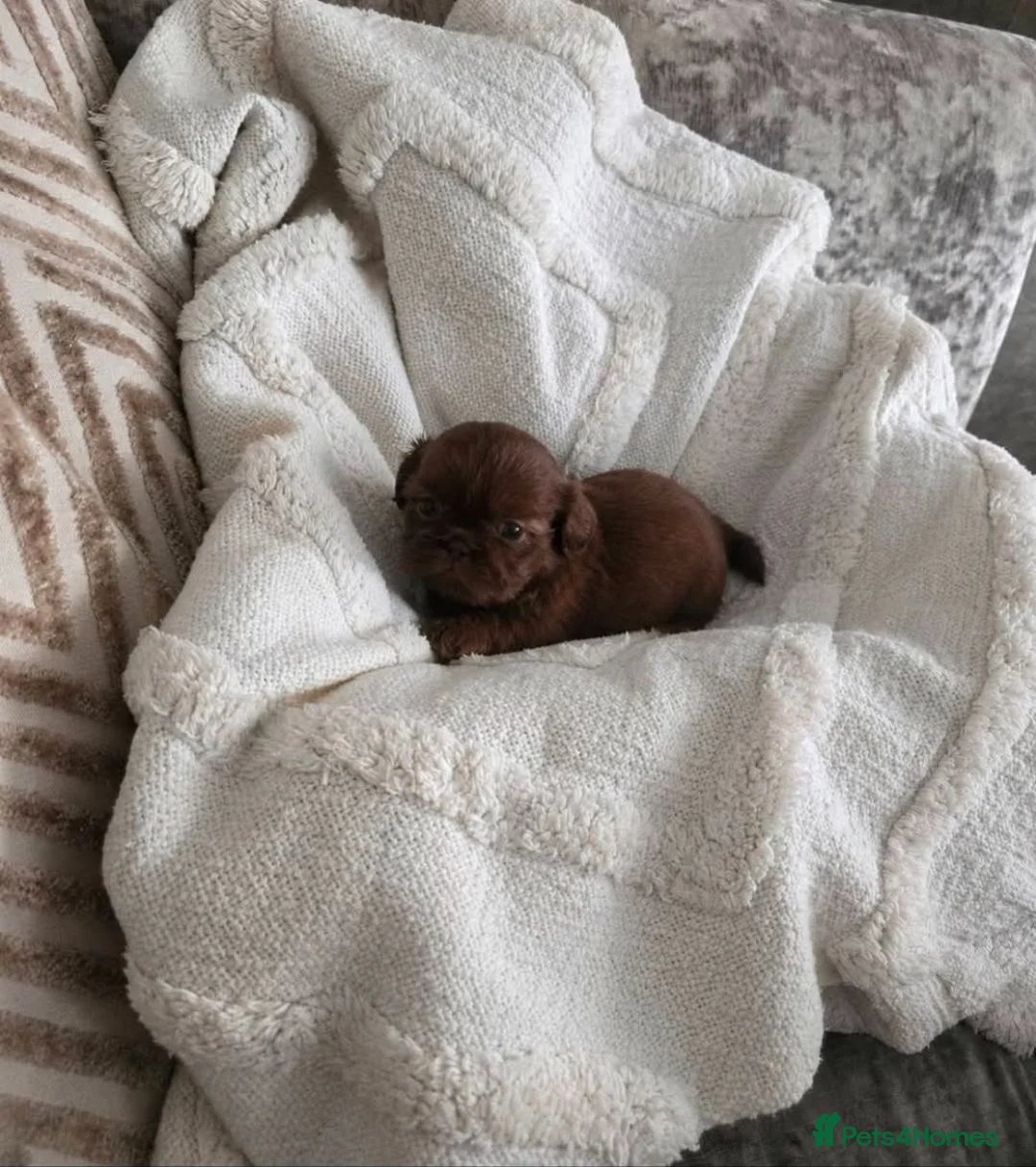 Shih Tzu dogs for sale: Imperial shih-tzu (karashishi) - Advert 4