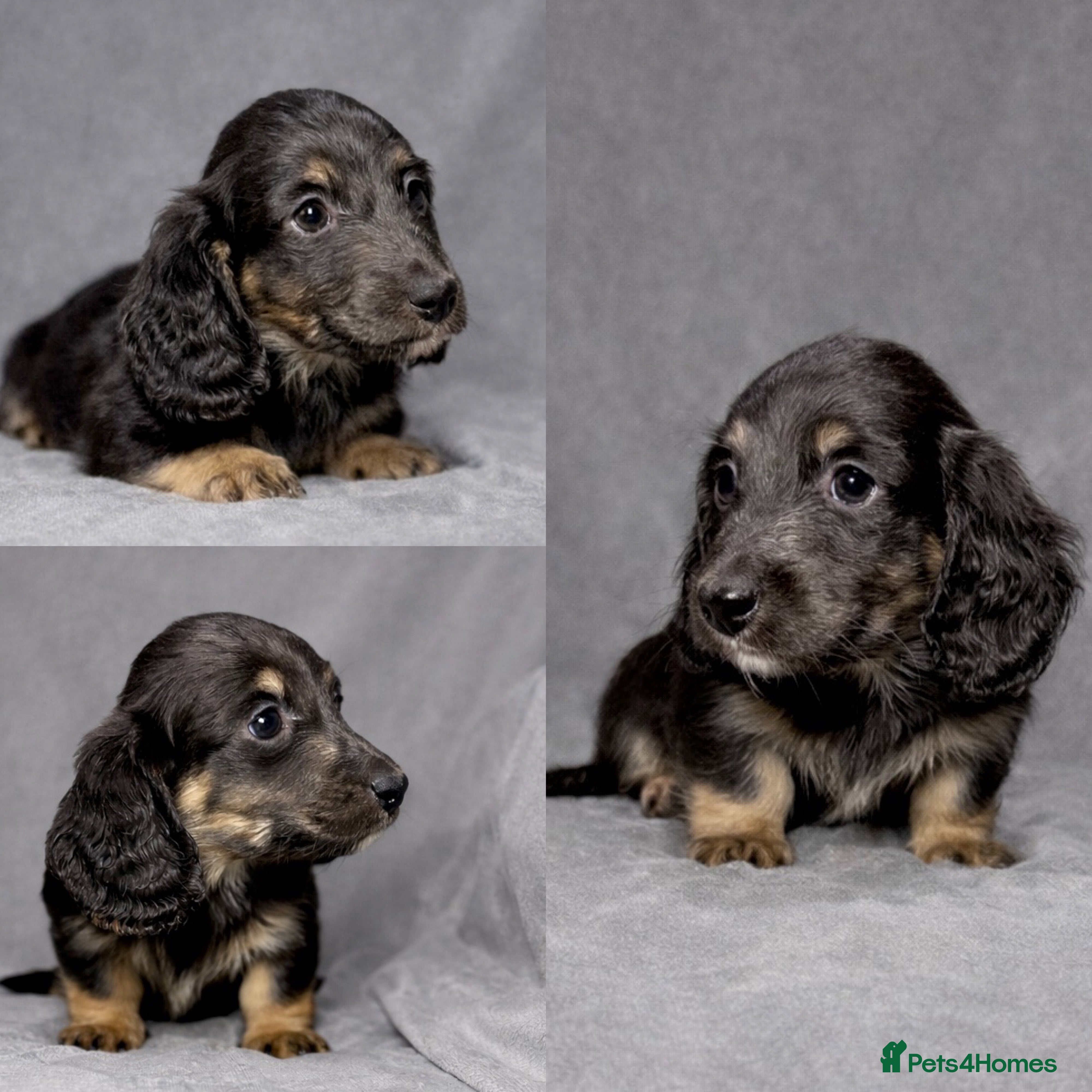 Miniature Dachshund dogs 🩵LONG HAIRED CREAM DACHSHUNDS🩵 - Advert 1