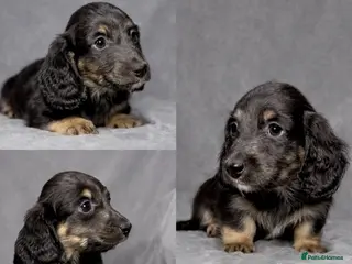 Miniature Dachshund dogs 🩵LONG HAIRED CREAM DACHSHUNDS🩵 - Advert 1