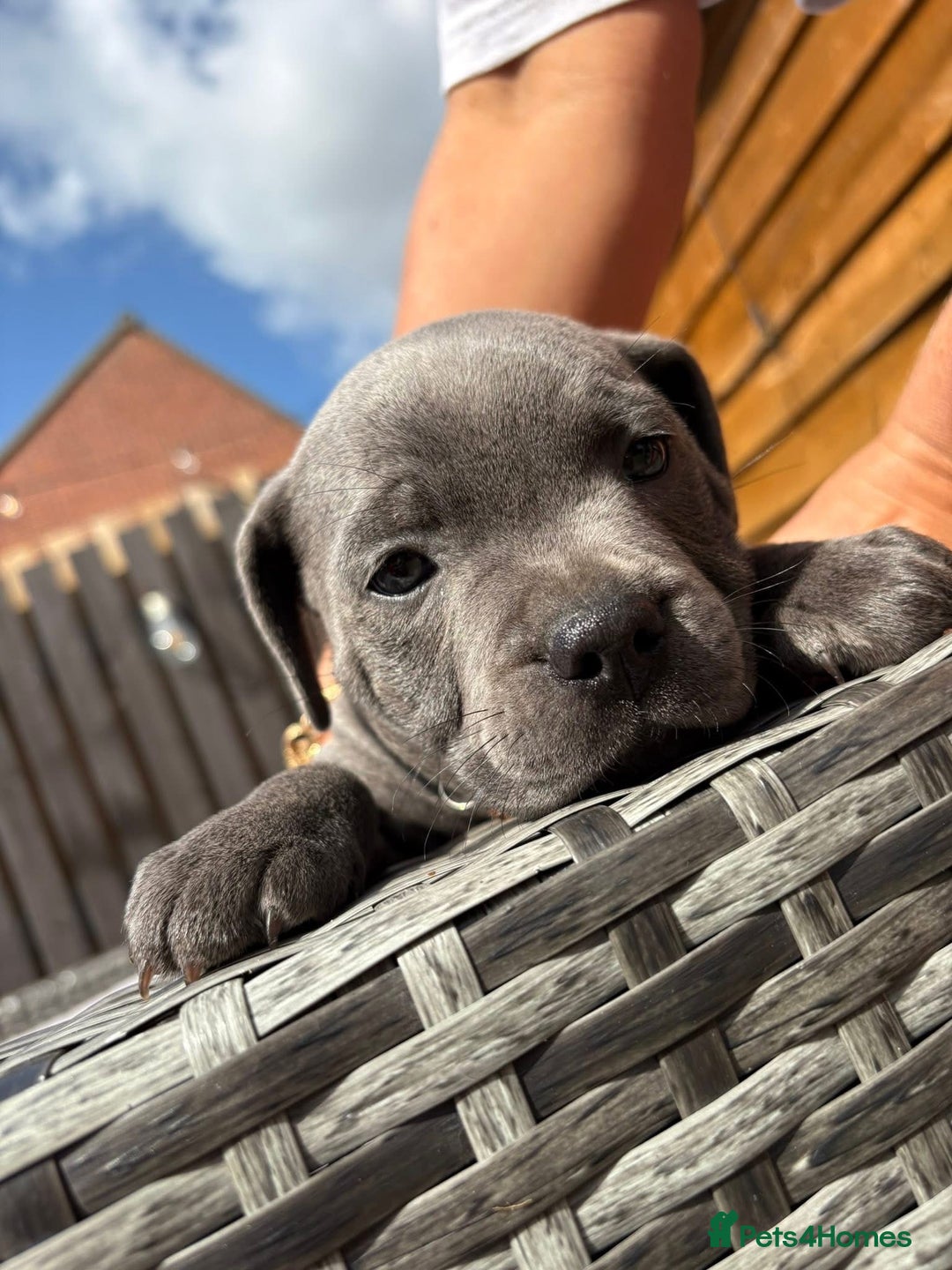 Staffordshire Bull Terrier dogs for sale: 💥READY TO LEAVE NOW 💥 PURE BLUE STAFFS PUPS🩵 in Barnsley - Image 36