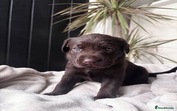Labrador Retriever dogs for sale: KC Registered Black and Chocolate Labradors - Image 7