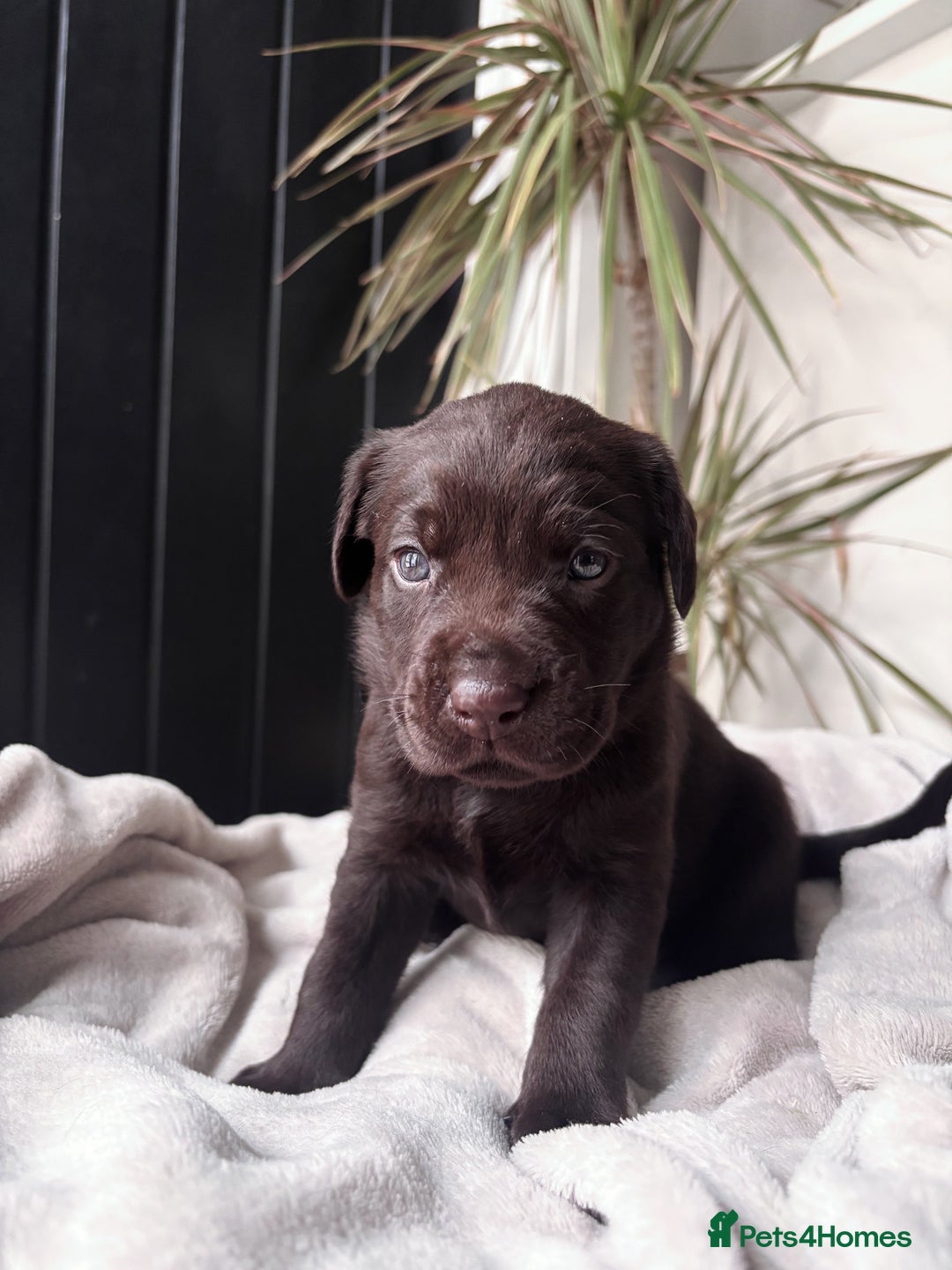 Labrador Retriever dogs for sale: KC Registered Black and Chocolate Labradors - Image 7