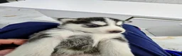Shepsky dogs for sale: The new generation has arrived 🙌  - Advert 23
