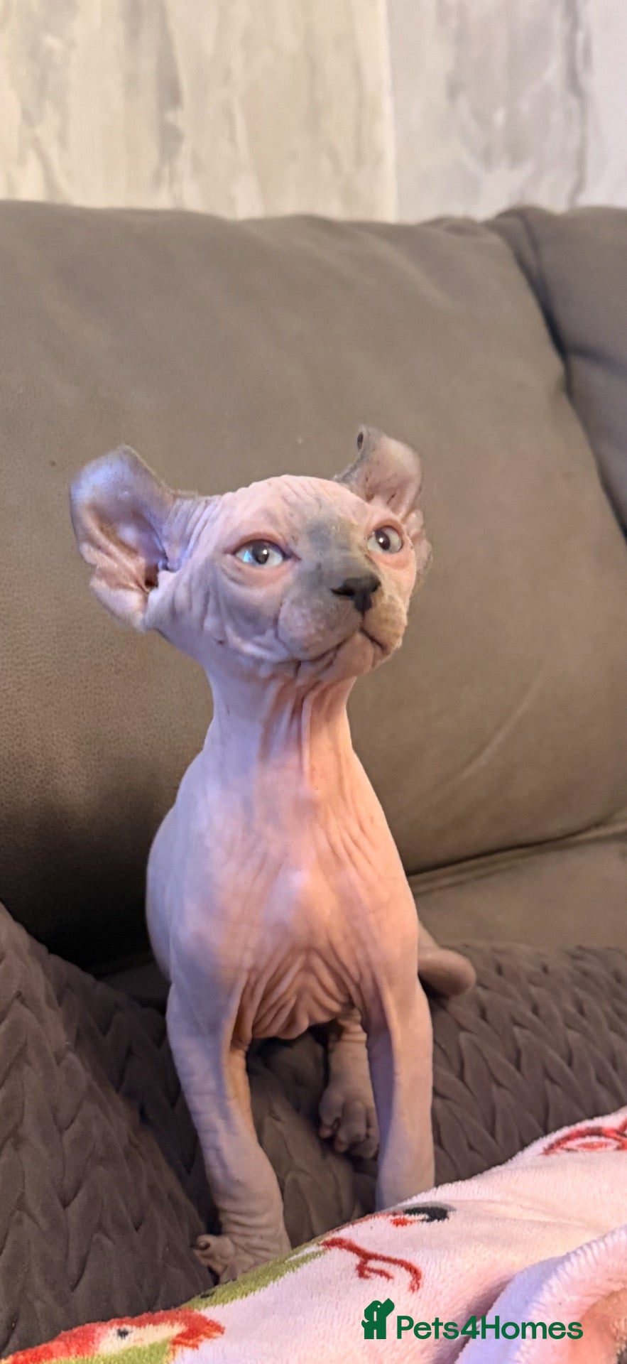 Sphynx cats 5 beautiful sphinxes looking for a loving home. - Advert 1