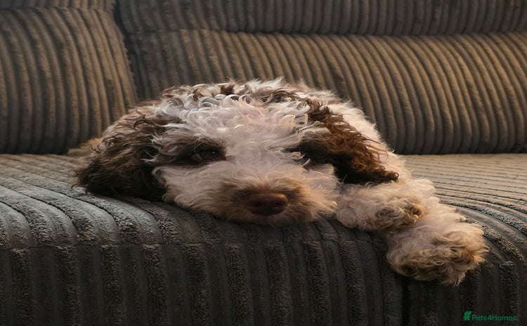 Cockapoo dogs in Darwen - Advert 1