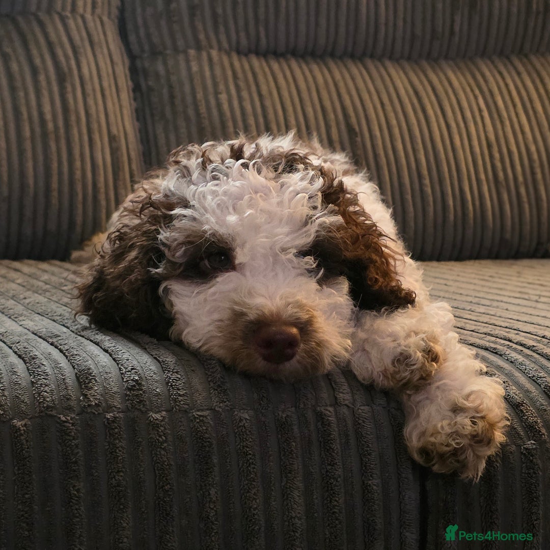 Cockapoo dogs for sale: All Puppies now gone. Waiting list now open.  in Darwen - Image 1