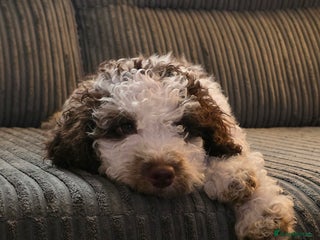 Cockapoo dogs in Darwen - Advert 20