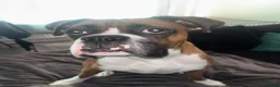 Boxer dogs for stud: 🐾 STUD DOG AVAILABLE 🐾 - Advert 7
