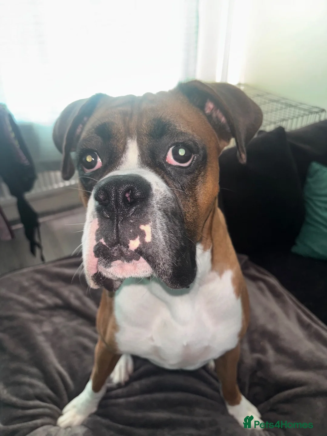 Boxer dogs for stud: 🐾 STUD DOG AVAILABLE 🐾 - Advert 7