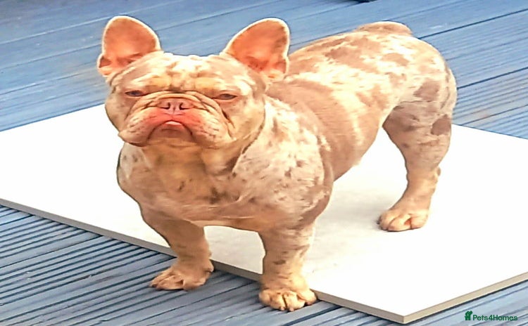 French Bulldog dogs - Advert 8