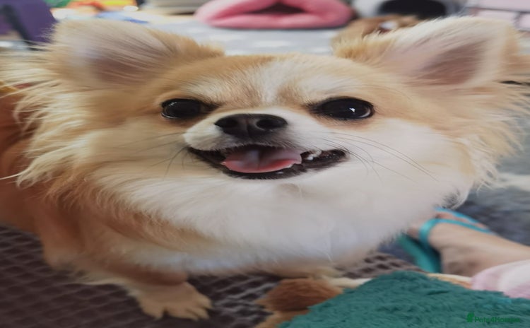 Chihuahua dogs Stunning 4 year old boy  - Advert 1