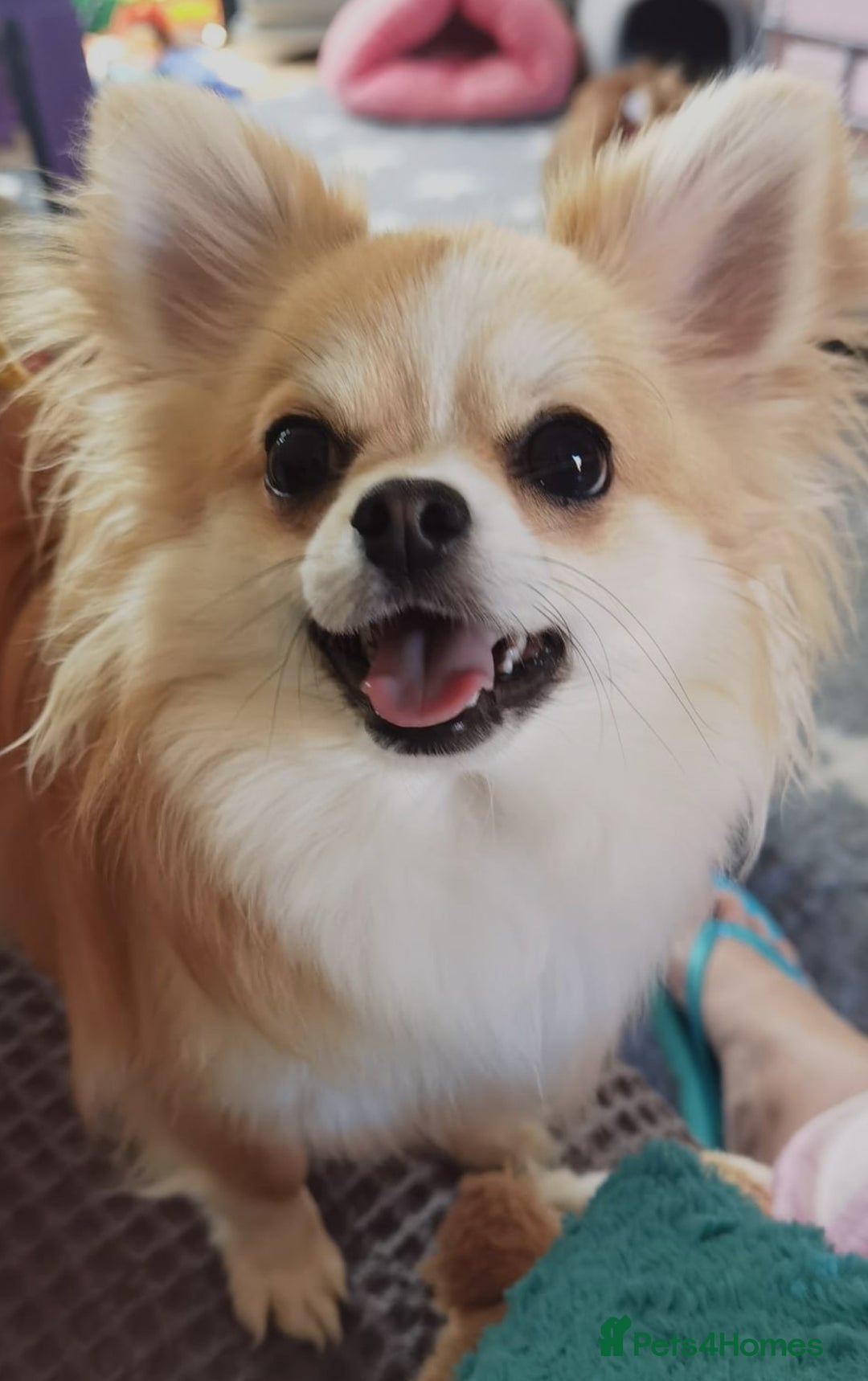 Chihuahua dogs for sale: Stunning 4 year old boy  - Advert 1