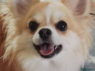 Chihuahua dogs for sale: Stunning 4 year old boy - Advert 1