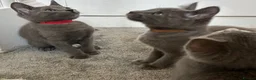 Russian Blue cats for sale: Russian Blue Kittens  - Advert 22