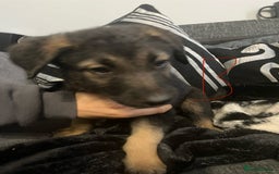 Mixed Breed dogs for sale: Pups for sale in Skelmersdale - Image 5