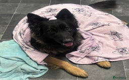 German Shepherd dogs for sale: Male German shepherd needs a loving home - Image 3