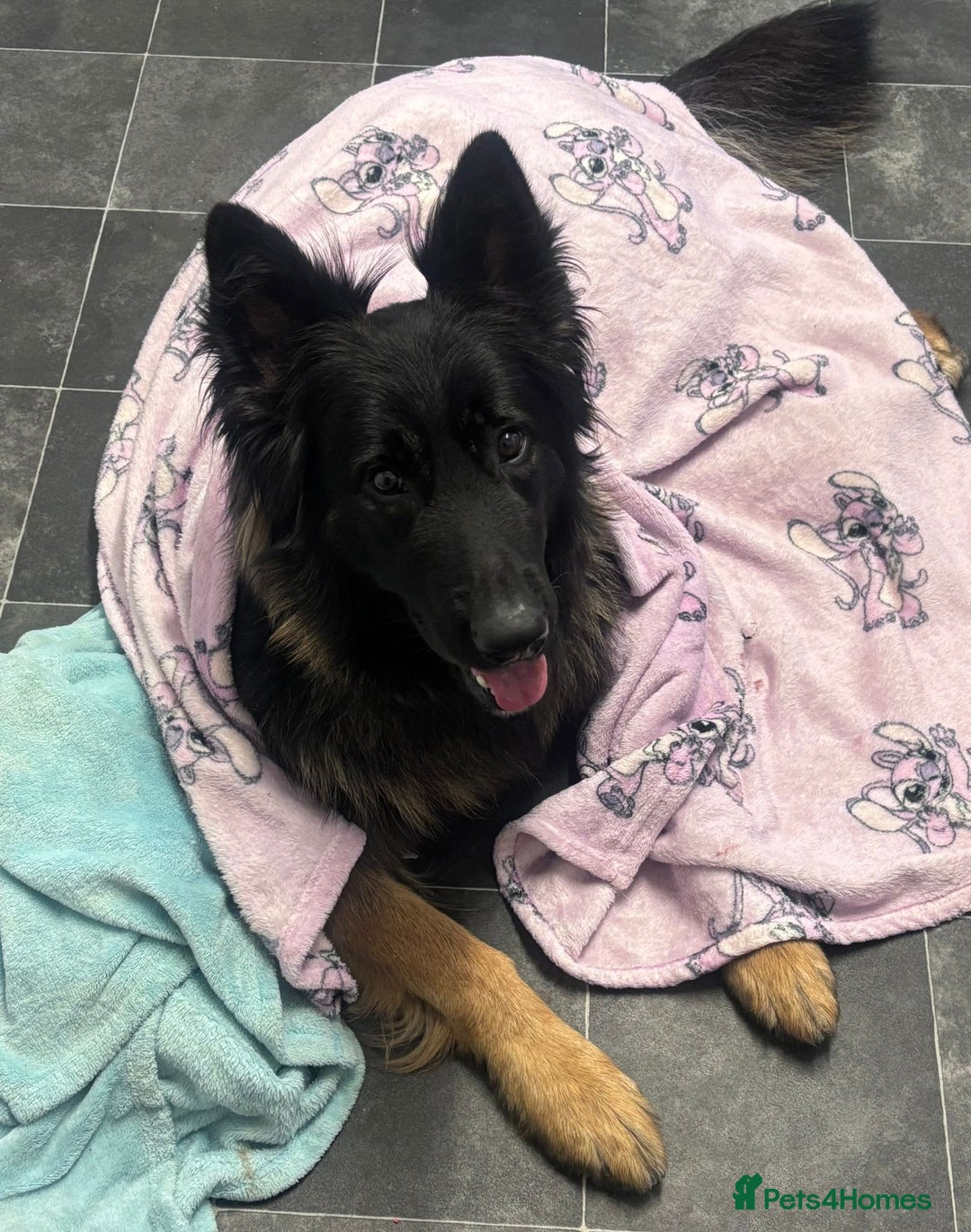 German Shepherd dogs for sale: Male German shepherd needs a loving home - Image 3