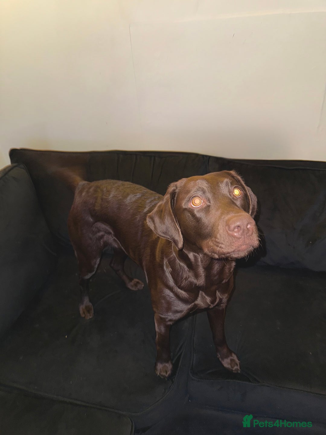 Mixed Breed dogs for sale: Chesapeake bay retriever x Labrador  - Advert 2