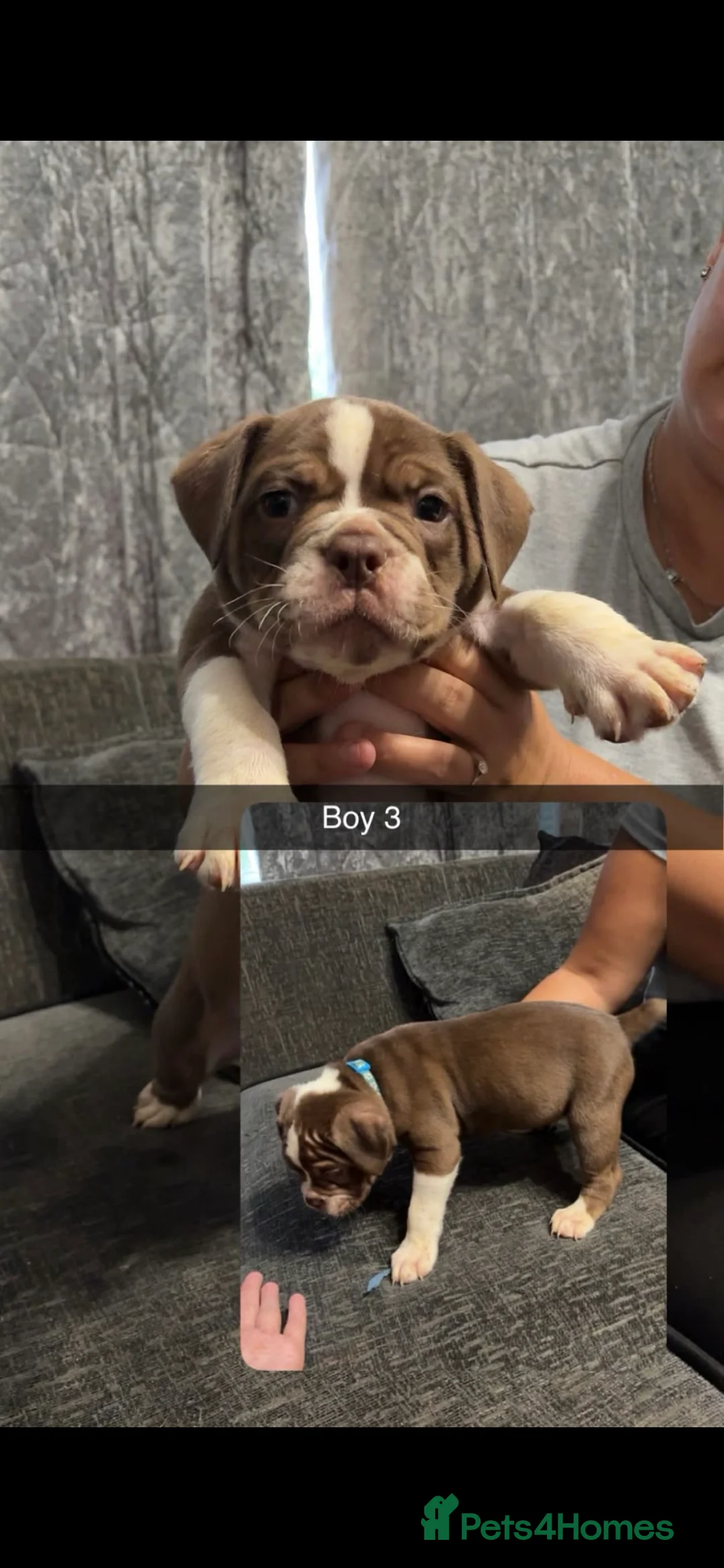 Olde English Bulldogge dogs for sale: Old tyme english bulldogge - Advert 2