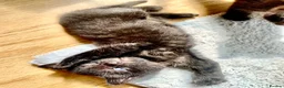 Mixed Breed cats for sale: 7 lovely kittens 4 chaps and 3 ladies - Advert 11