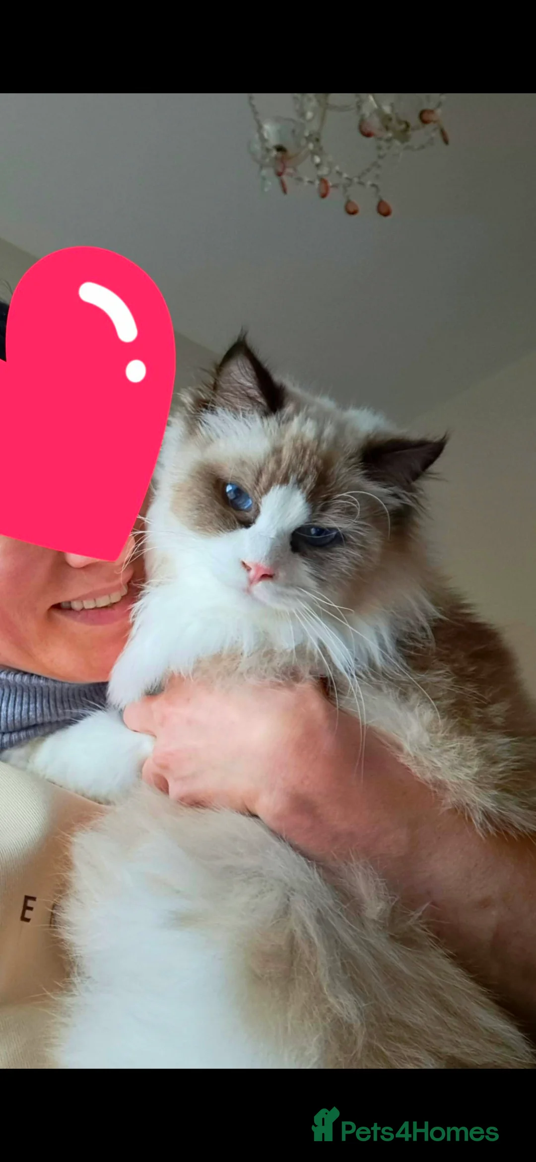 Ragdoll cats for sale: Premium Seal Bicolour  Ragdoll Boys 💖💖💖 - Advert 26