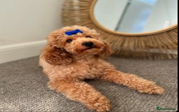 Toy Poodle dogs for stud: KC Red Toy Poodle STUD 🏆⭐️ HEALTH TESTED 🧬 ⭐️  in Aboyne - Image 3