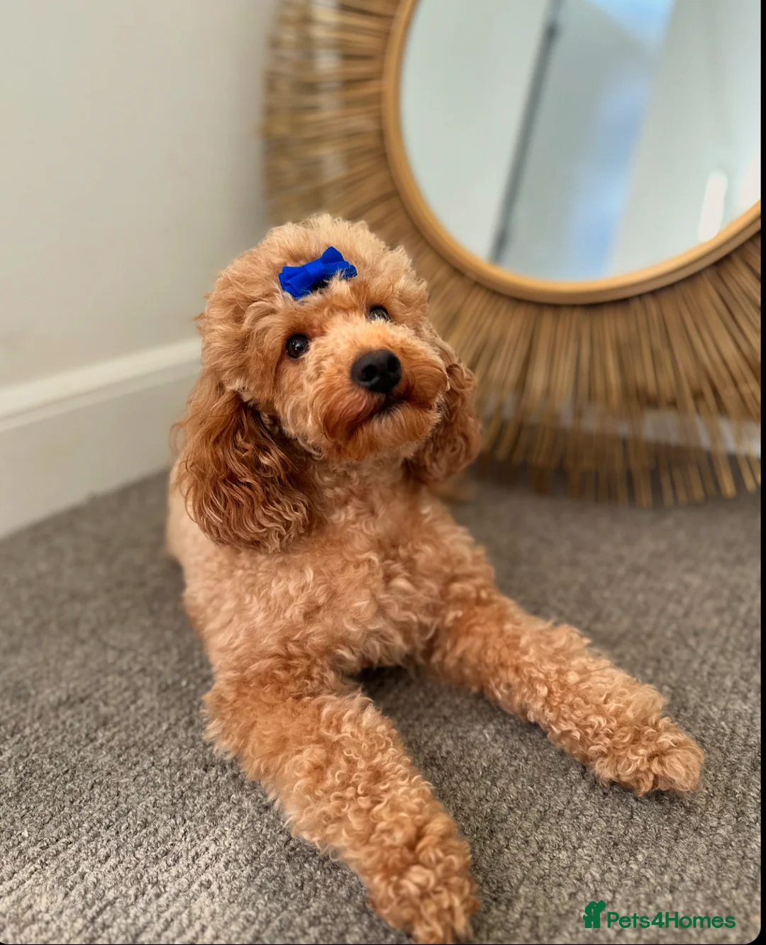 Toy Poodle dogs for stud: KC Red Toy Poodle STUD 🏆⭐️ HEALTH TESTED 🧬 ⭐️  in Aboyne - Advert 3